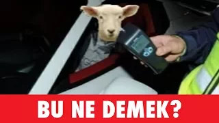 BU NE DEMEK? - Fotoğraflı Soğuk Espri Yarışması - Alper Bas!