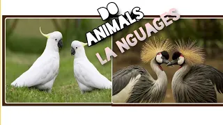 can animals talk? 🦜🦜🦜talk linguistics behind animal languages