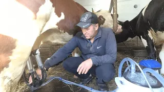 Чому не їду на заробітки, а держу корову в Україні (Утримання без череди)