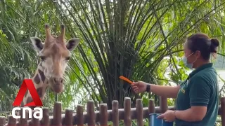 Visitors can soon get up close and personal with Rothschild's giraffes at Singapore Zoo