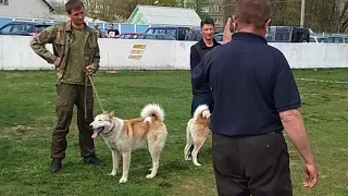 Областная выставка собак охотничьих пород в Гомеле 2018