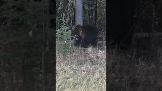 Grizzly vs Black Bear Sow with cubs