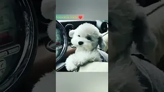 cute dog | adorable baby #tiktok #shorts #youtube #short #shortsvideo ##shortvideo #bts #doglovers