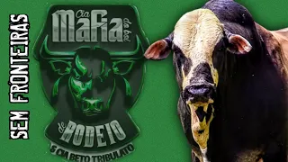 Touro sem fronteiras Cia máfia do boi -melhores saidas!(animal que já faleceu)