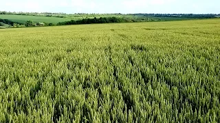 Смотрим разницу. Пшеница обработана микроэлементами.