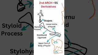 Pharyngeal Arches and its Derivatives - Easy Mnemonic  #shorts #neet #tricks