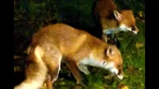 Vixen and Fox Cub