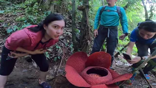 Rafflesia Hunting at Cameron Highland, with rafflesia information in video. #Mybacktonature