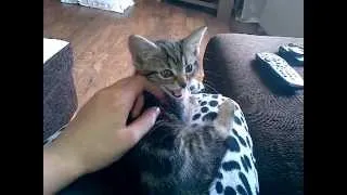 Lazy Kitten Talking and Purring