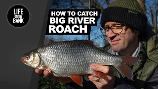 How to Catch BIG RIVER ROACH