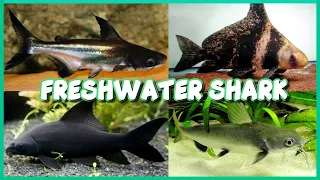 Types of Freshwater Shark for Aquarium