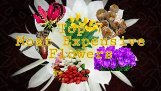 Top 7 Very Most Expensive Flowers in the world