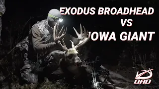 Exodus Broadhead vs Giant Iowa Whitetail