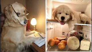 Funny and Cute Golden Retriever Videos That Will Change Your Mood For Good -  Golden Retriever Puppy