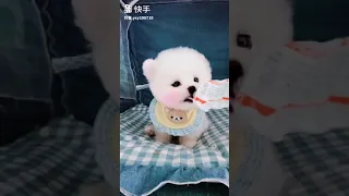 🥰 Funny and Cute Pomeranian Dogs Videos | 🐶 Adorable Puppies & Doggos #Shorts #212