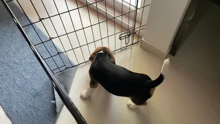 AmazonBasics Foldable Metal Pet Dog Exercise Fence Pen With Gate - 60 x 60 x 30 Inches | Beagle Pup
