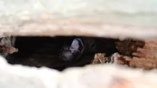 Летучая мышь в дупле (the bat in the hollow)