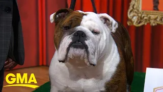 Meet bulldog crowned American Kennel Club's best in show | GMA