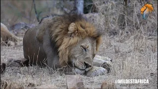 African Wildlife & Amazing Safari Moments | Kruger Park Sightings | Amazing Animal Videos