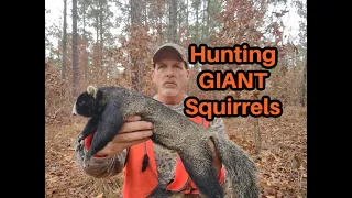 Hunting GIANT Fox Squirrels with a 410 Shotgun !