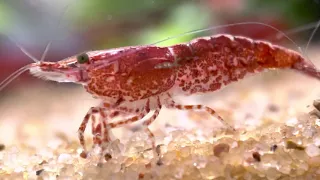 Cherry Shrimp Tank - Shot by Iphone 12 Pro Max