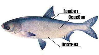 Факты о Толстолобике которых вы не знали! До каких размеров вырастает и сколько жизни..