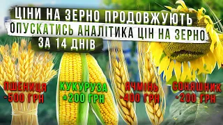 Ціни на Зерно продовжують опускатись Аналітика цін на зерно за 14 днів