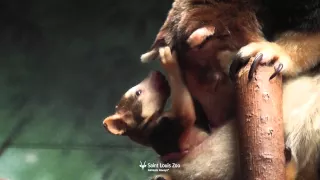 Tree kangaroo joey in mom's pouch