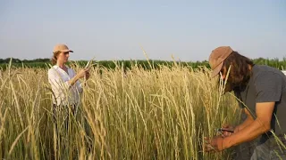 The Land Institute: Civic Science Recruitment for Perennial Wheat