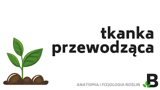 Tkanka Przewodząca Łyko Drewno Miękisz Drzewny i Łykowy * Tkanki Roślinne KOREPETYCJE z BIOLOGII 382