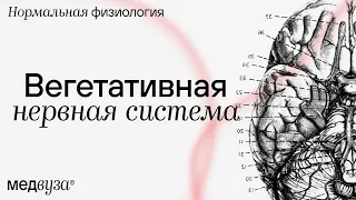 Вегетативная нервная система | Нормальная физиология