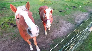 Horses and cyclist learn harsh electric fence lesson together