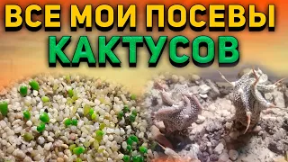 Посев кактусов. Все мои посевы. Кактус из семян. Уход за кактусами.