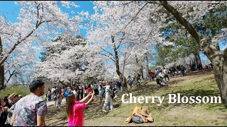 CHERRY BLOSSOM in TORONTO High Park