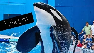 // Tillikum //