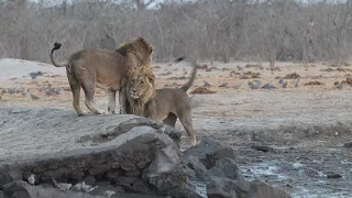 Savuti lions, Chobe Botswana