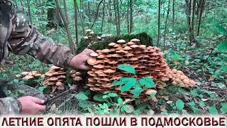 ❗УРА! ЛЕТНИЕ ОПЯТА ПОШЛИ В ПОДМОСКОВЬЕ.👉КОРЗИНА И РЮКЗАК ОПЯТ.🍄Хочу за грибами 2022!