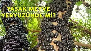 Hz.Adem YASAK MEYVEYİ YEMESEYDİ Ne Olurdu? Yasak Meyve'nin Gizemi