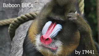 Baboon BBCs