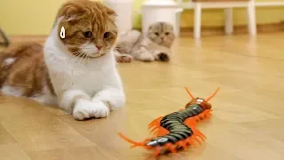 Cats' Reaction to a Giant Centipede [SURI&NOEL CAT's STORY]