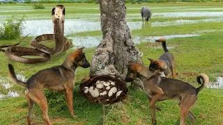 Smart Dogs Save Boys and Help Fight King Cobra - Battle Dogs Vs King Cobra Part 2