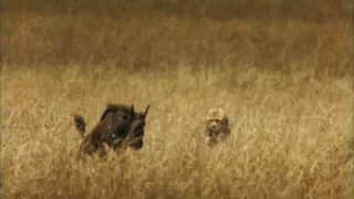 Serengeti (Kinofilm, HD)