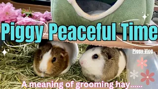 (Piggy Vlog) Piggy Peaceful Time: A Meaning of Grooming Hay! 20240507 EP77