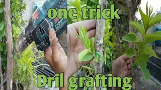 Drill grafting simple and easy | Drill grafting | drill grafting fruit trees | grafting one trick