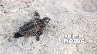 Turtles and climate change: Why more females are being born in Florida | CBC Kids News