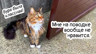 Кот Арчи на поводке,  буря, лантана и кошка Анфиса с подушкой.