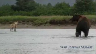 WOLVES FISHING FOR SALMON, Natural Habitat Adventures, Alaska