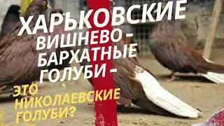 Харьковские вишнево - бархатные голуби -это николаевские голуби?