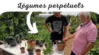 Spécial  petit  jardin, conseils de Romain 🥬🥦🌿