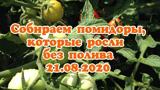 Собираем помидоры,которые росли без полива 21.08.20